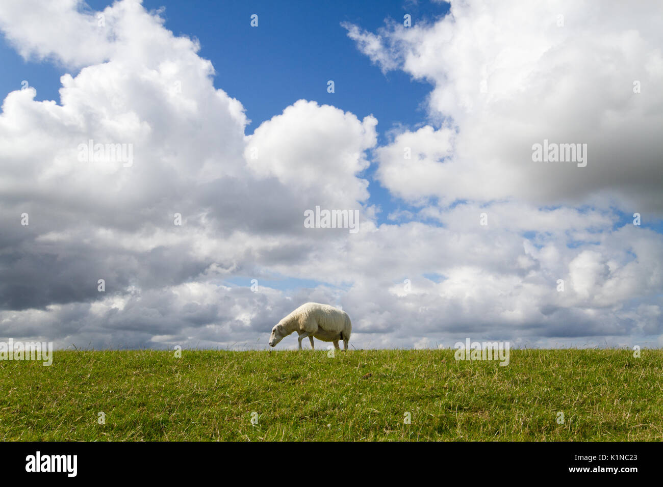 Schafe auf einer der grünen Hang eines Deiches unter einem blauen Himmel mit weißen Wolken Stockfoto