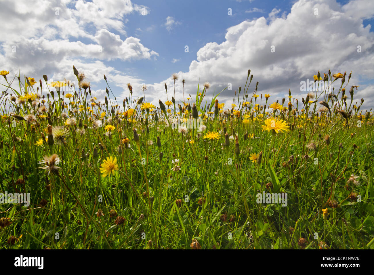 Blick von der Masse in einer Wiese mit viel Löwenzahn unter einem blauen Himmel mit weißen Wolken Stockfoto