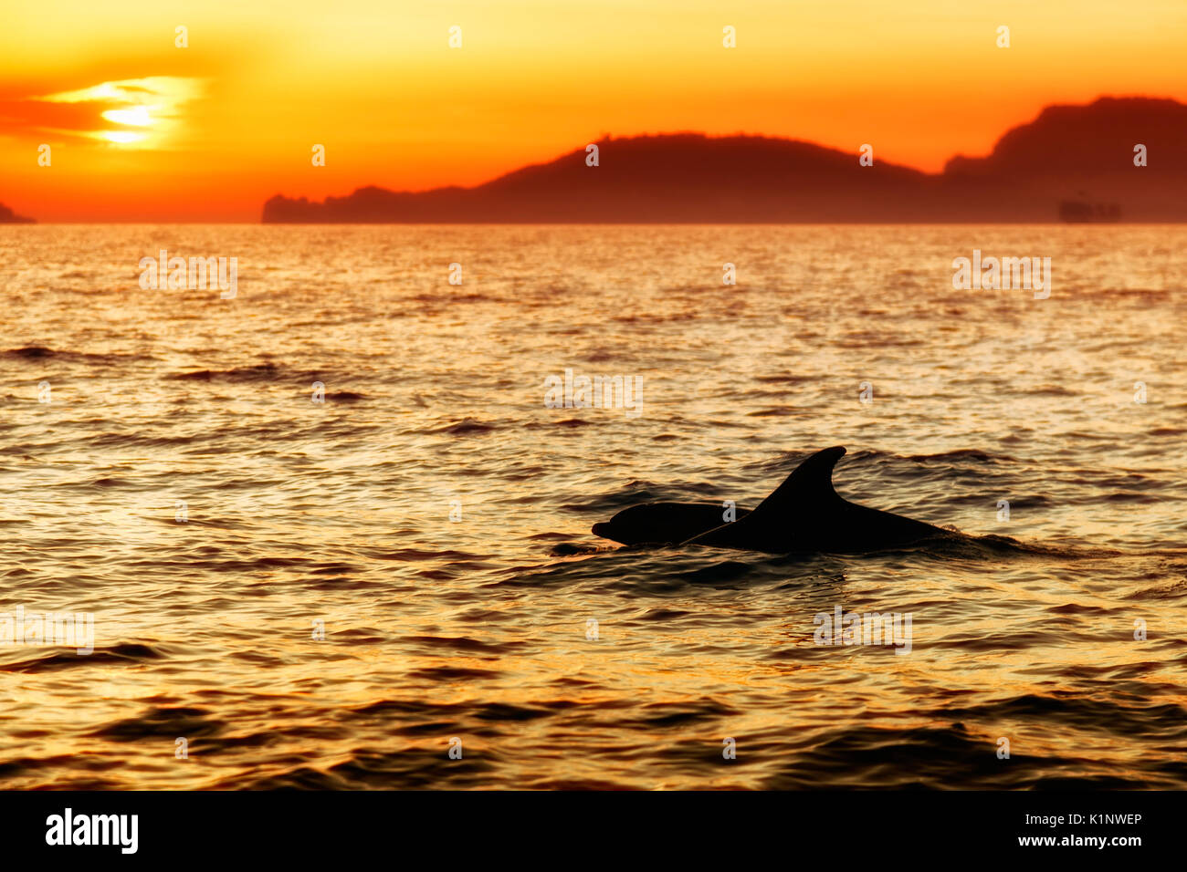 Delphine im Sonnenuntergang in Ligurien Meer, La Spezia, Italien Stockfoto