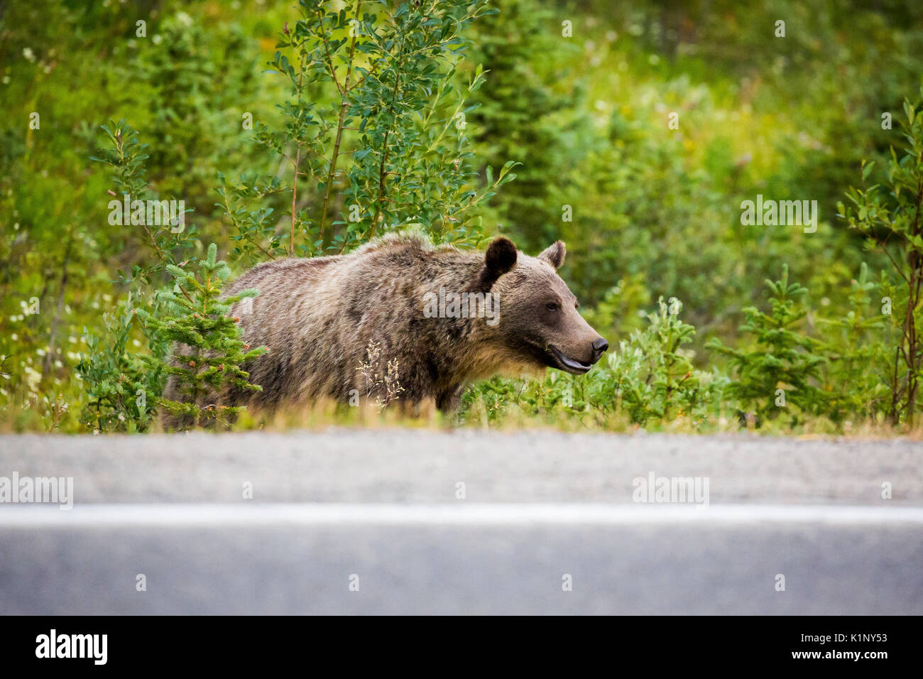 Ein Grizzly Bär Kreuze Landstraße 40 in der Nähe der Highwood Pass in Kananaskis Country, Alberta, Kanada. Stockfoto