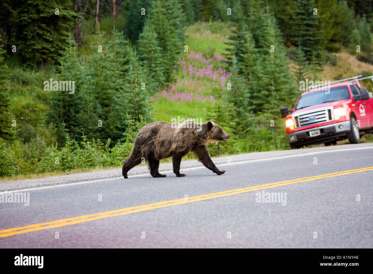 Ein Grizzly Bär Kreuze Landstraße 40 in der Nähe der Highwood Pass in Kananaskis Country, Alberta, Kanada. Stockfoto
