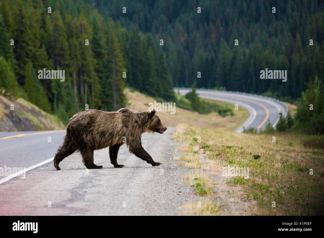 Ein Grizzly Bär Kreuze Landstraße 40 in der Nähe der Highwood Pass in Kananaskis Country, Alberta, Kanada. Stockfoto