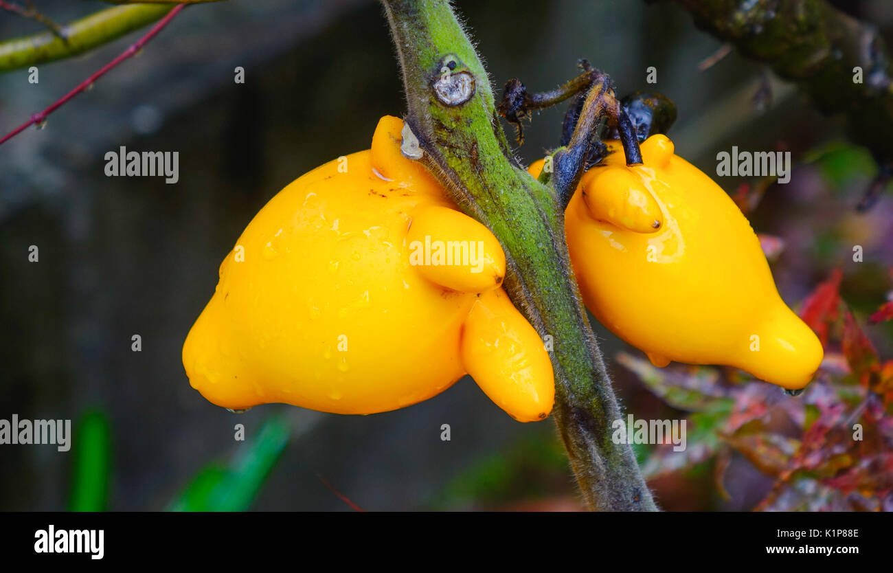 Fancy Aubergine auf den Baum im Garten im Herbst. Geschlossen. Stockfoto