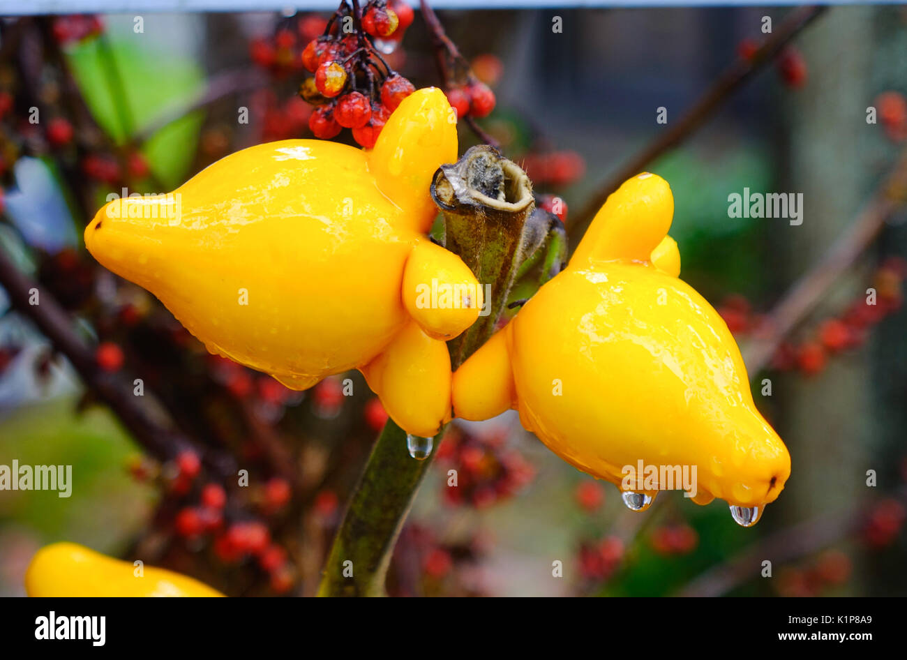 Fancy Aubergine auf den Baum mit Natur Hintergrund im Garten im Herbst. Stockfoto