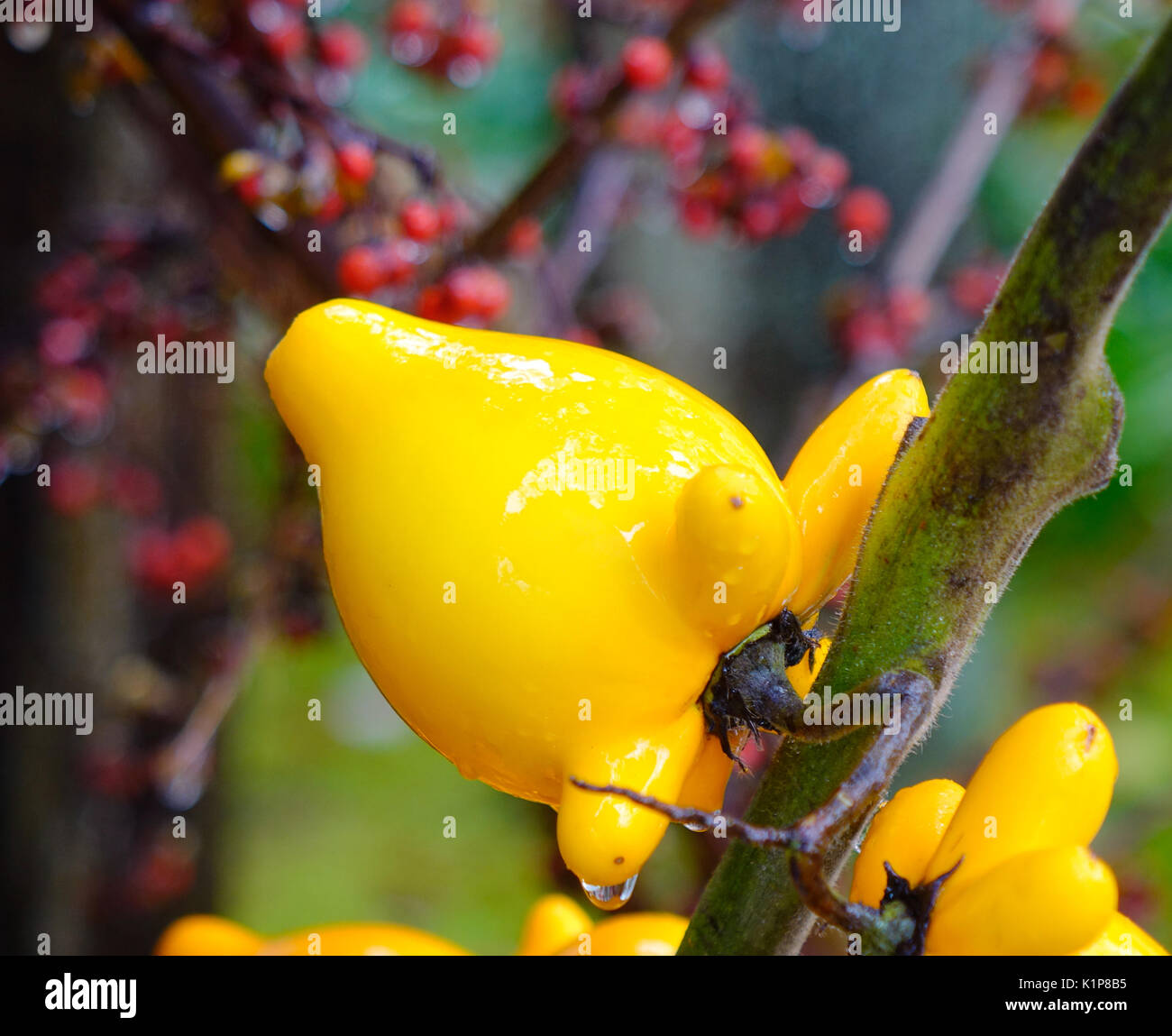 Fancy Aubergine auf den Baum im Garten im Herbst. Stockfoto