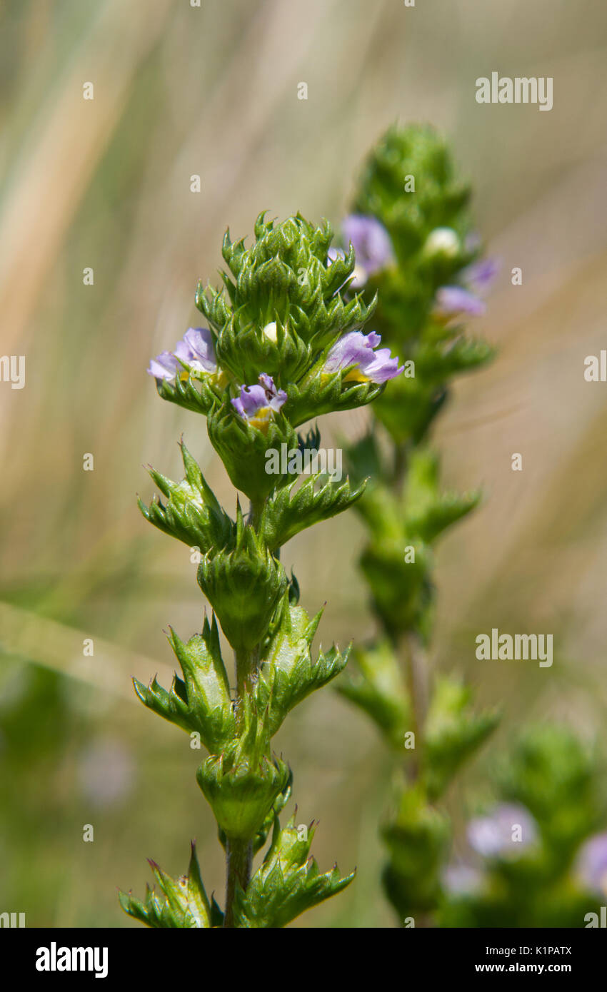 Droge Augentrost Stockfoto