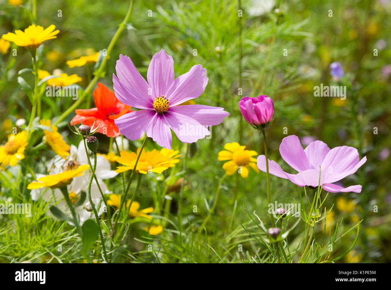 Schönen Wildblumen wachsen in einer Wiese Stockfoto