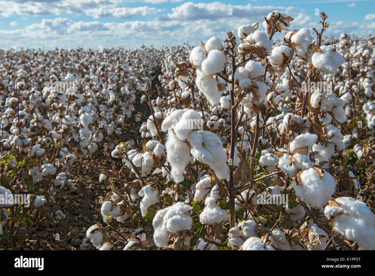 Cotton Field in Australien Stockfoto