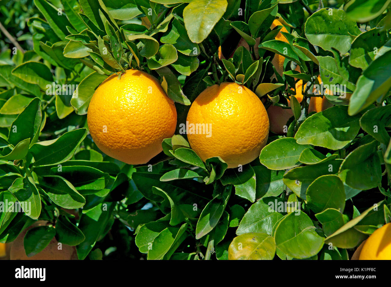 Orangen auf Baum Stockfoto