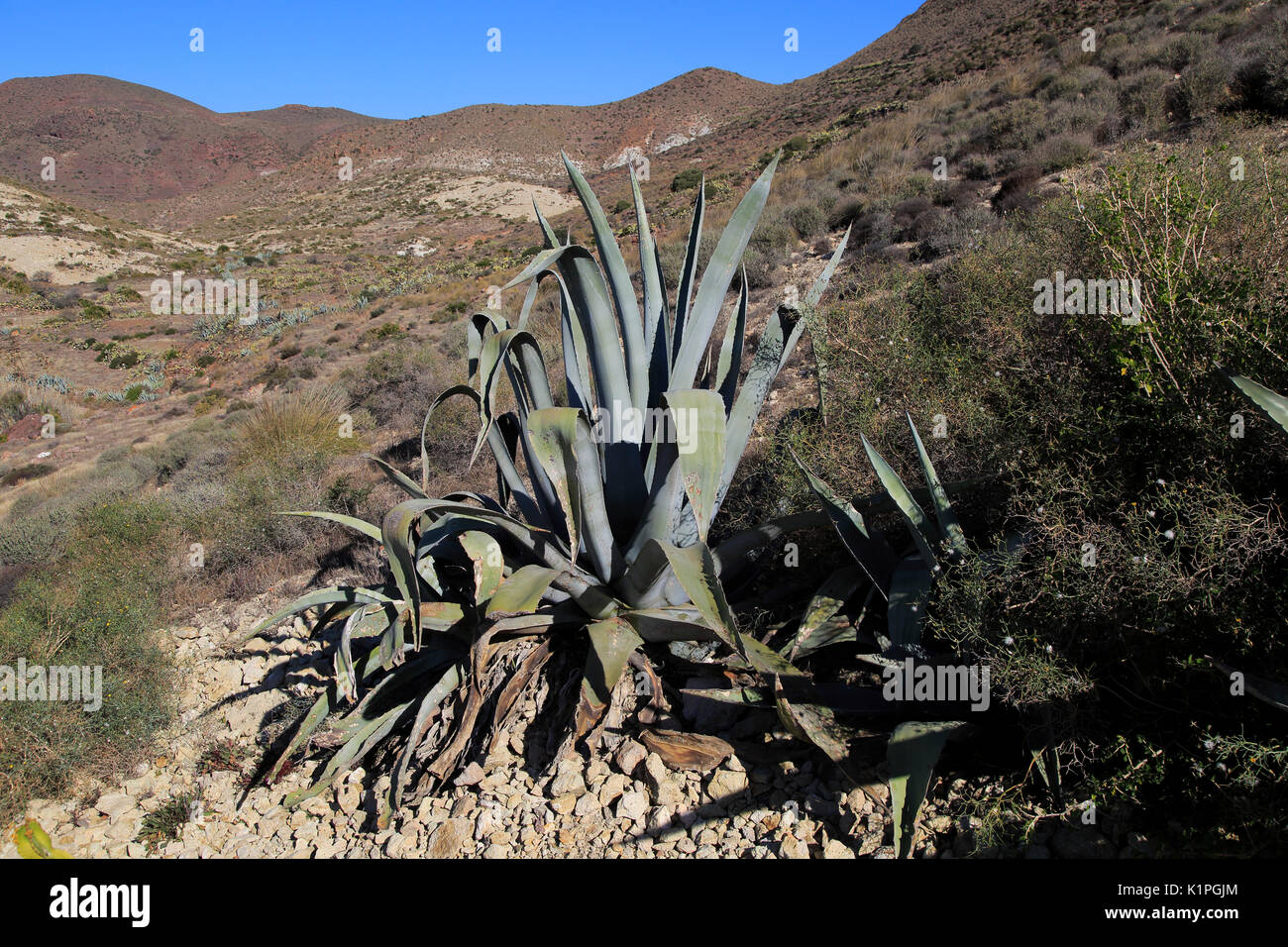 Agave Americana Kaktus Pflanze gepflanzt im Naturpark Cabo de Gata, Almeria, Spanien Stockfoto
