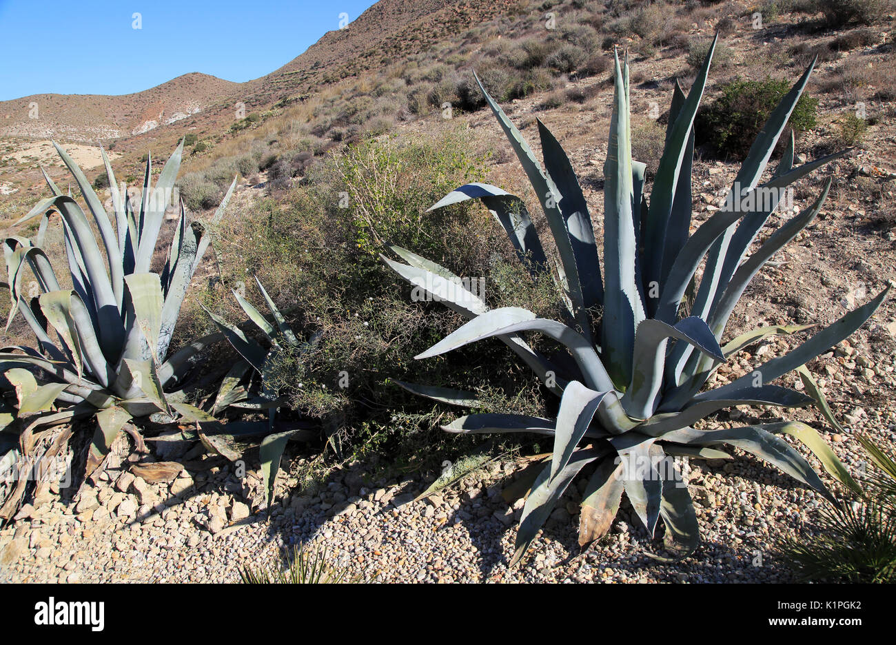 Agave Americana Kaktus Pflanze gepflanzt im Naturpark Cabo de Gata, Almeria, Spanien Stockfoto