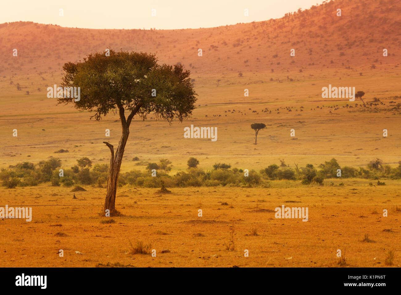 Wunderschöne Aussicht auf staubigen Savanne in Masai Mara mit Akazien, Kenia, Afrika Stockfoto