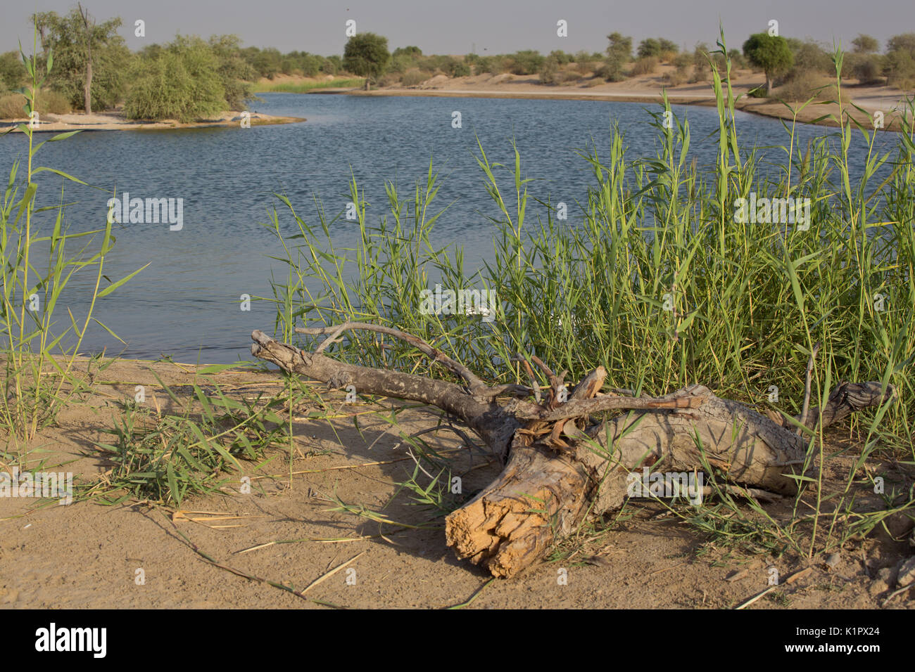 Al Qudra, Seen, Dubai Stockfoto