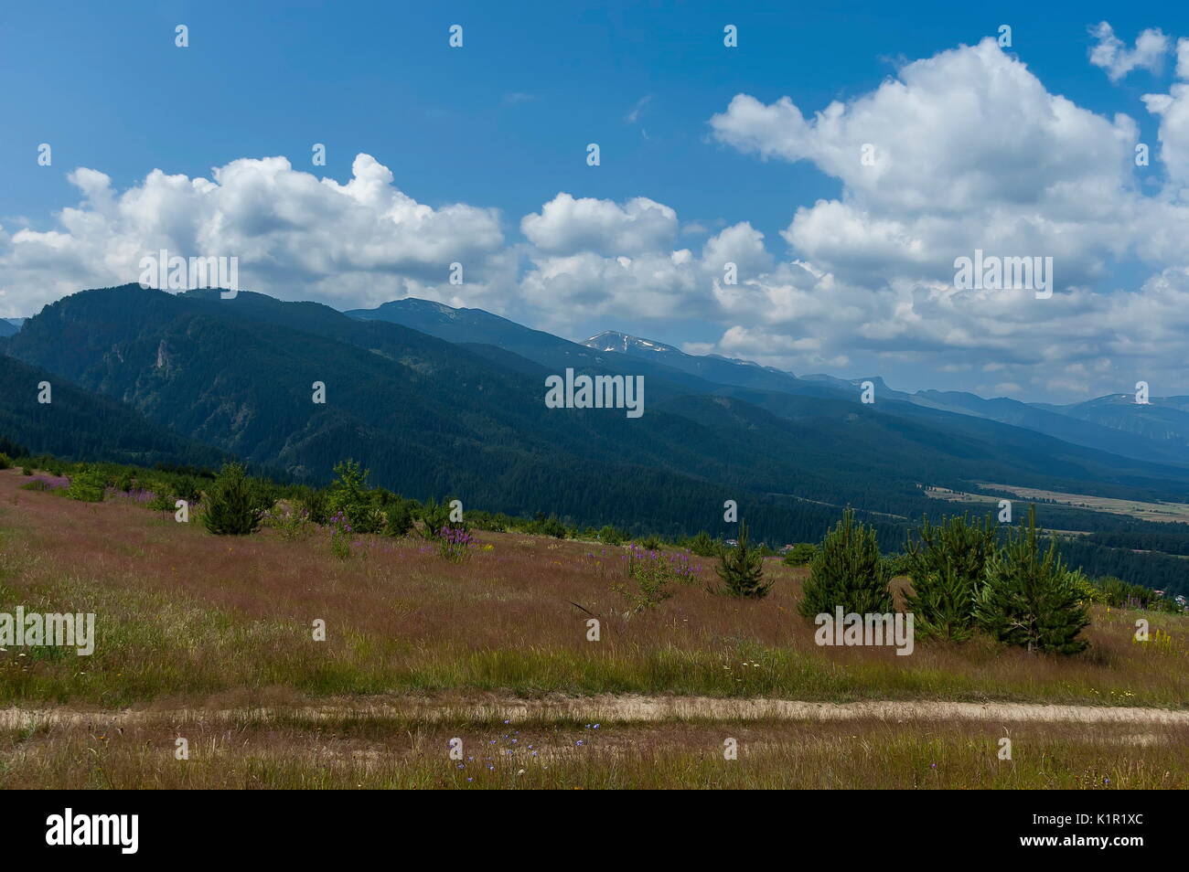 Majestic Mountain Top mit Nadelwald, Glade und Pfad überwachsen, Rila Gebirge, Bulgarien Stockfoto