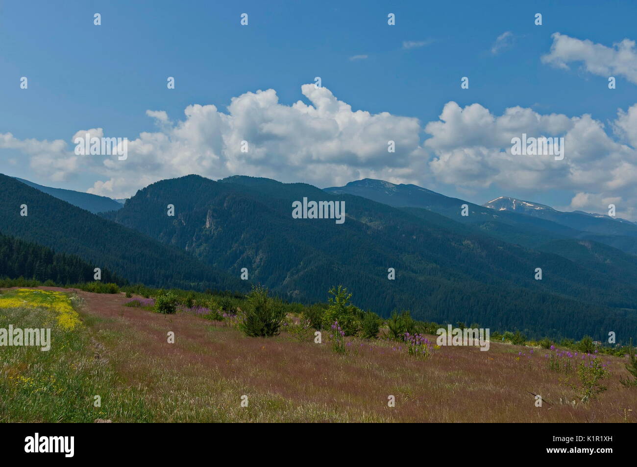 Majestic Mountain Top mit Nadelwald, Glade und Pfad überwachsen, Rila Gebirge, Bulgarien Stockfoto
