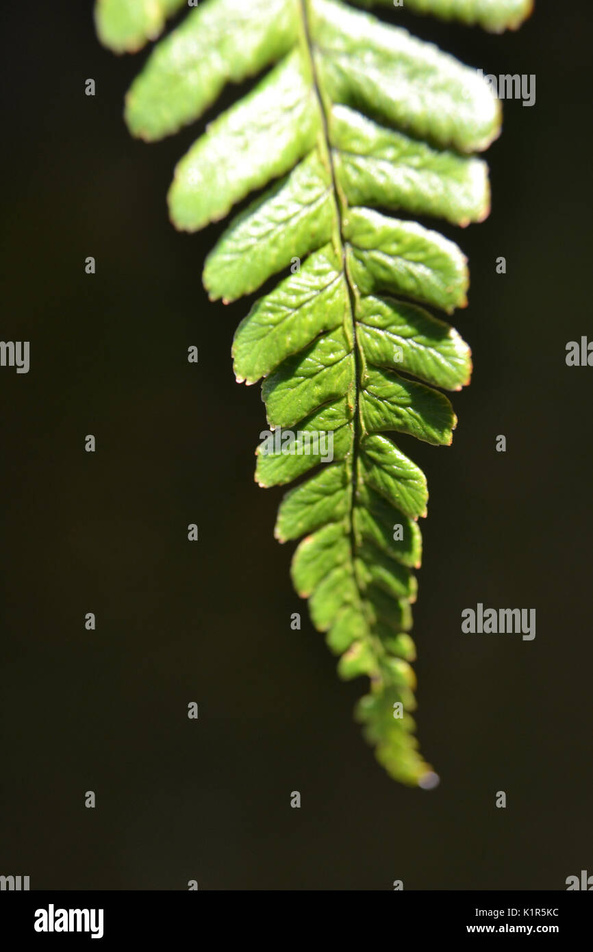 Farn wedel -Fotos und -Bildmaterial in hoher Auflsung  Alamy