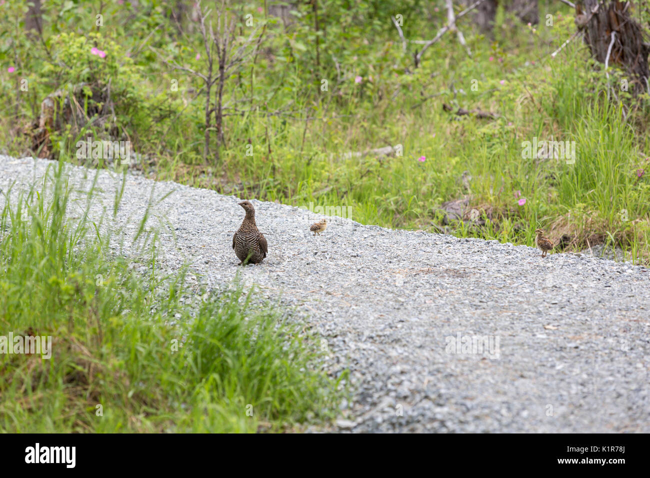 Spruce Grouse, Falcipennis canadensis, Eagle River, Anchorage, Alaska, USA Stockfoto