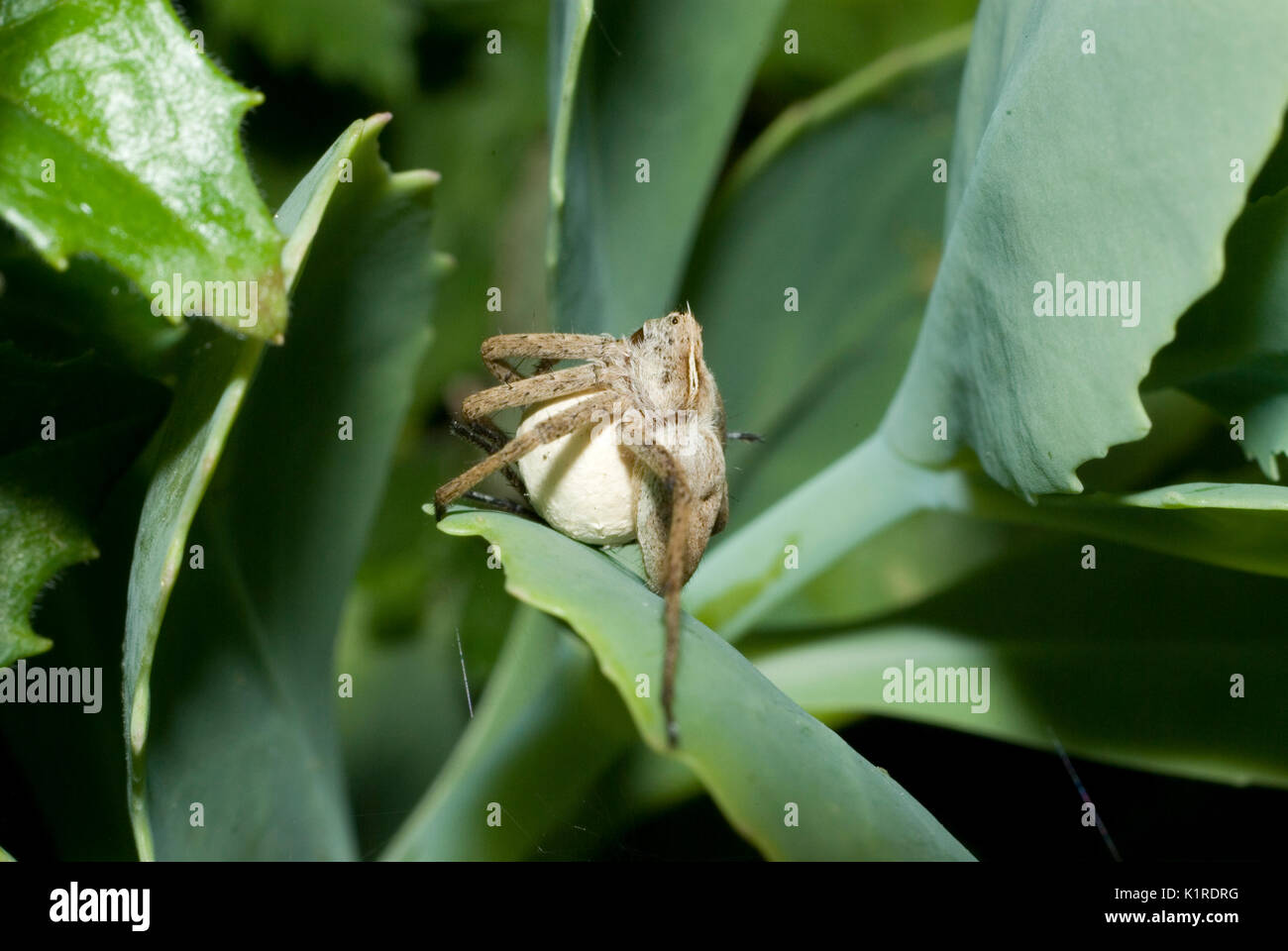 Pisaura mirabilis Stockfoto