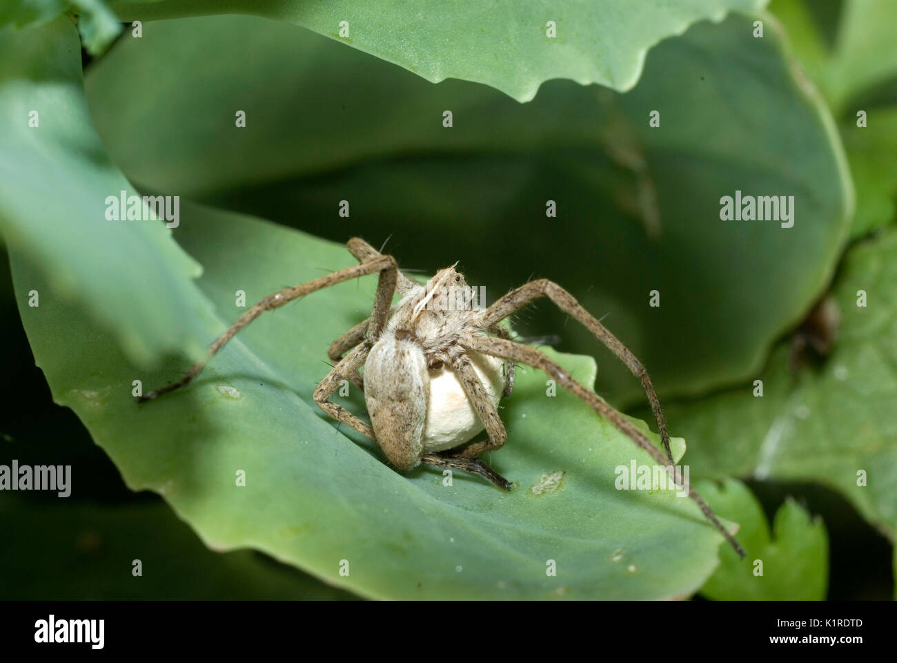 Pisaura mirabilis Stockfoto