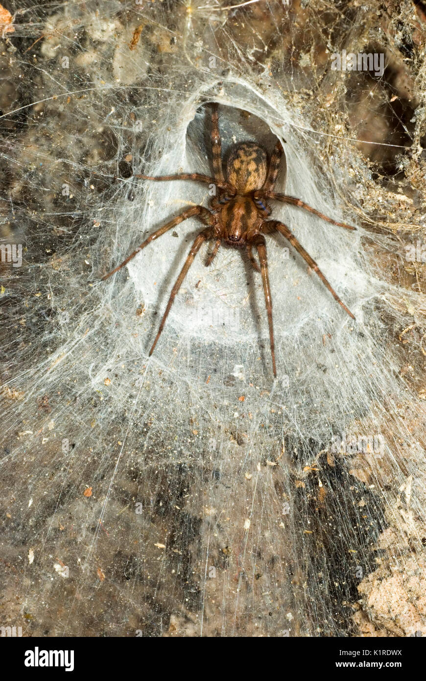 Tegenaria Spider Stockfoto