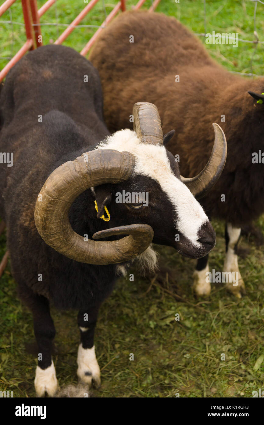 Balwen Welsh Mountain Schafe ram eine seltene Rasse mit der markanten schwarzen Mantel und weiße Blesse aus dem tywi (towy) Tal von Wales Stockfoto