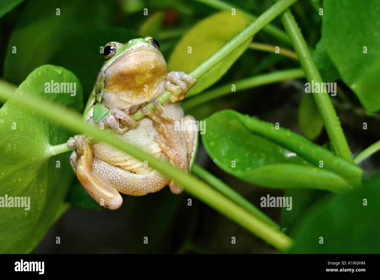 Schöne grüne Amphibienarten Laubfrosch, Hyla arborea, sitzen auf Gras Lebensraum. Stockfoto