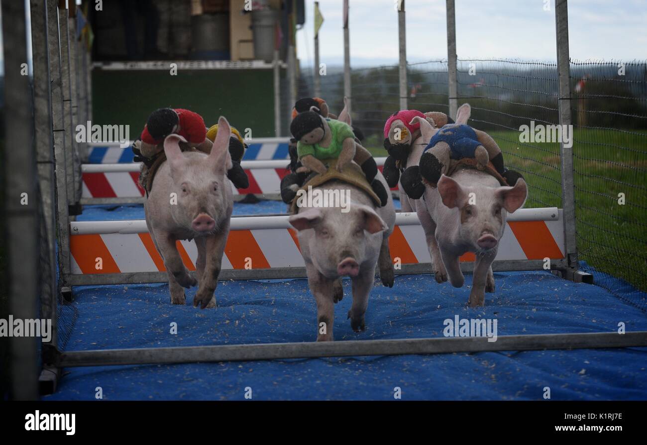 Irland Askeaton Country Fair. Schwein Racing. Stockfoto