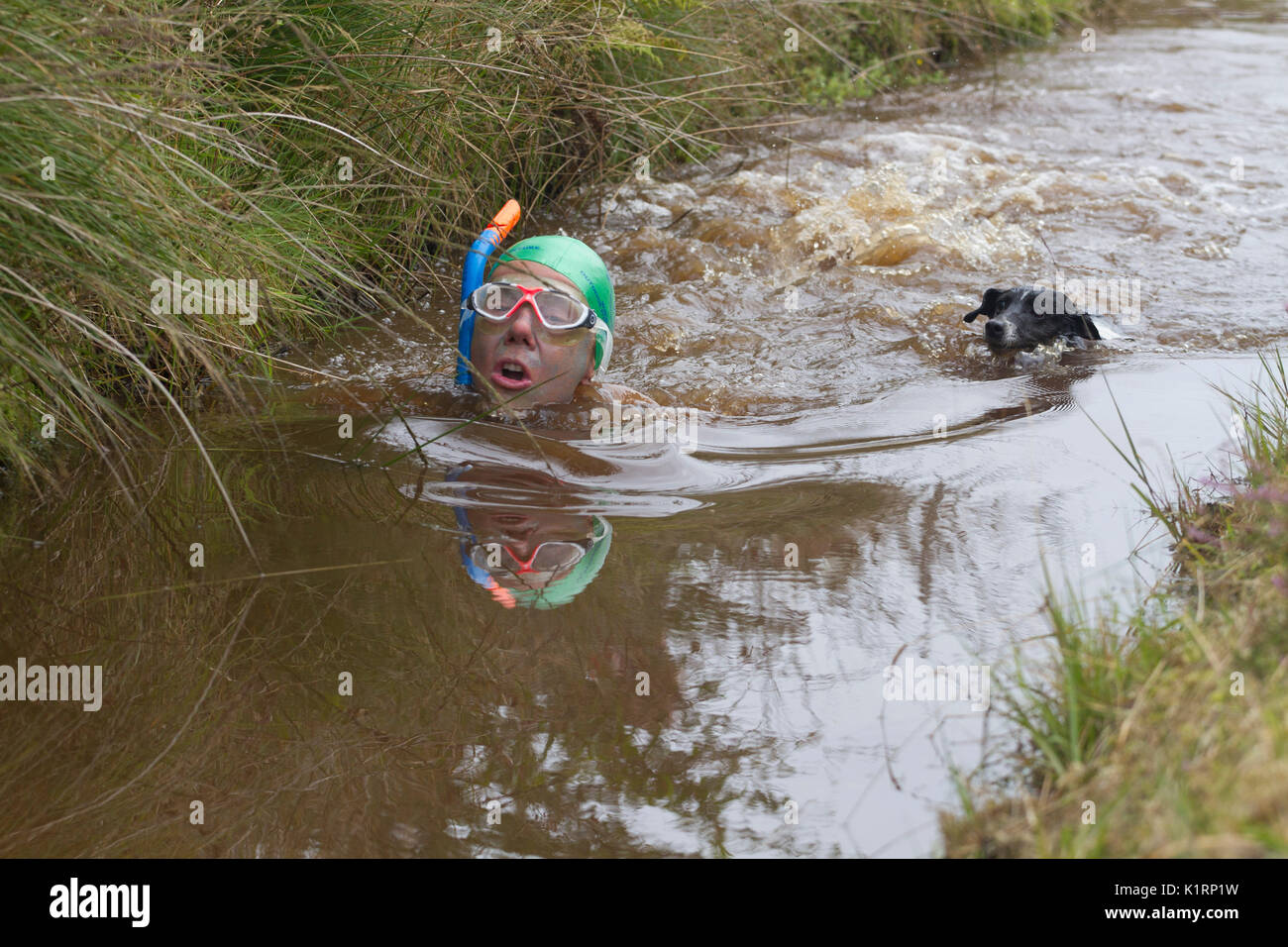 Angela Jones konkurriert im Jahr 2017 welt Bogsnorkeling Meisterschaften an den Waen Rhydd in der Nähe von Llanwrtyd Wells Moor. Stockfoto