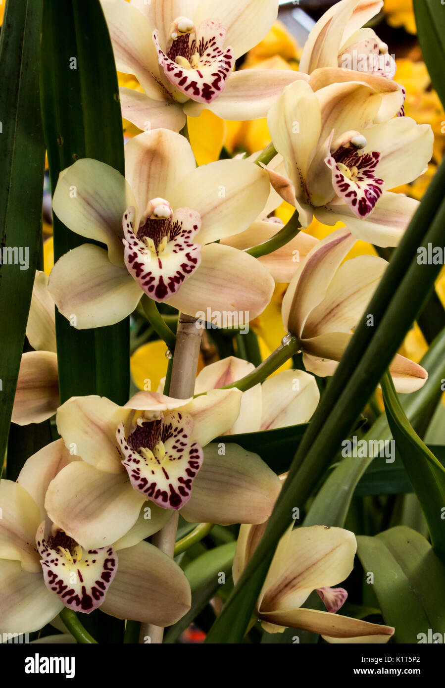 Weiß, gelb, rosa Orchidee Blüten gegen grüne Laub Stockfoto