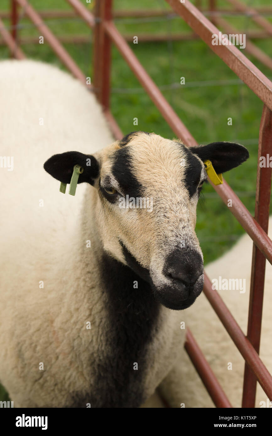 Badger Gesicht Torddu Welsh Mountain Schafe ewe eine uralte Rasse mit der markanten schwarzen Bauch und gestreifte Gesichtsbehandlung Markierungen mit Ursprung in Wales Stockfoto