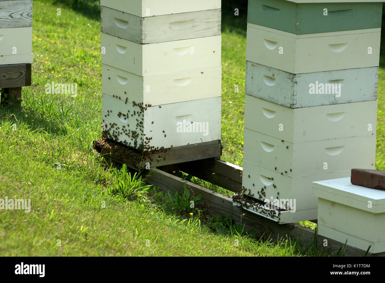 Bienen am Eingang der Bienenstock im Sommer Stockfoto