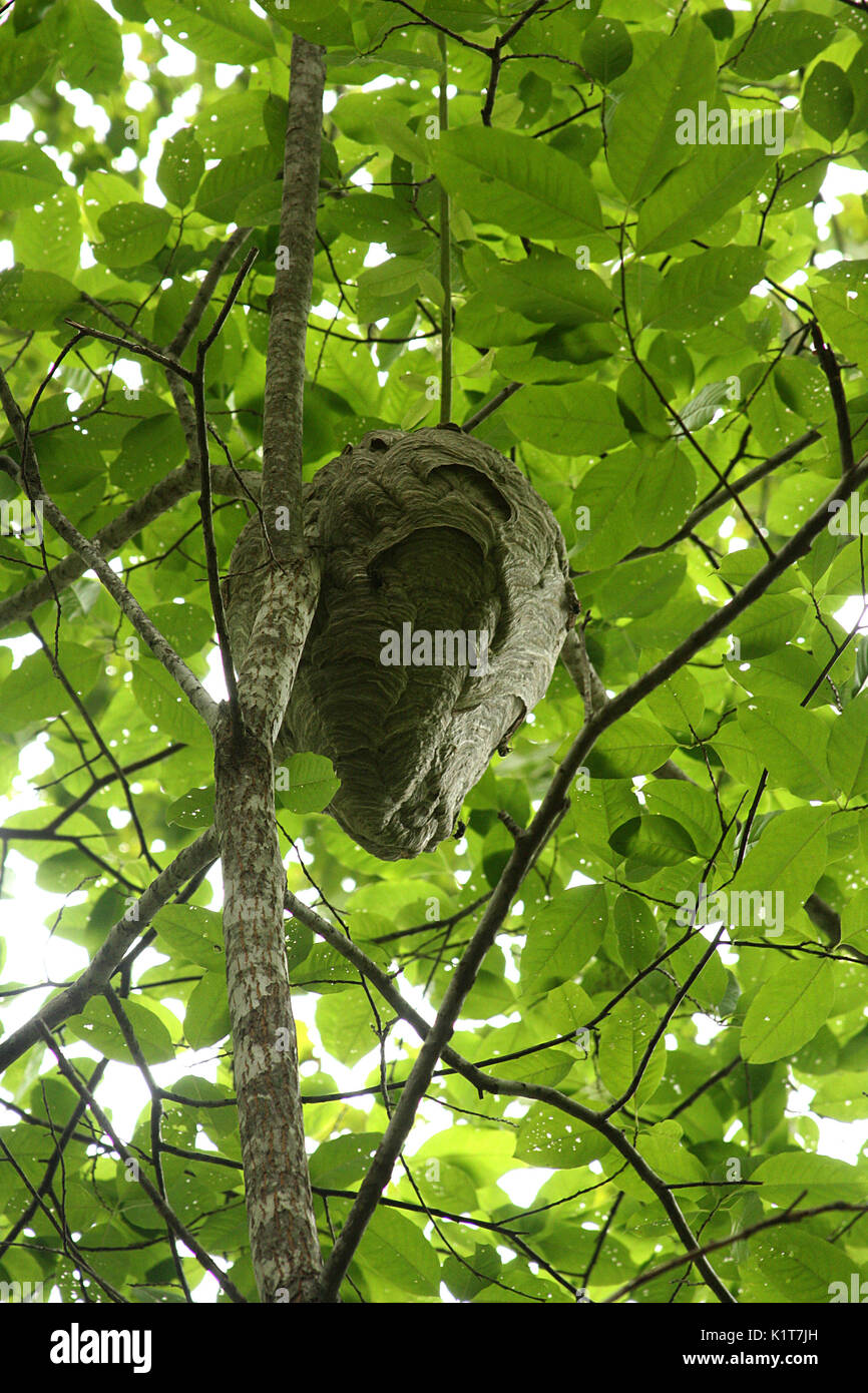 Großes Papier Wespennest hing im Baum Stockfoto