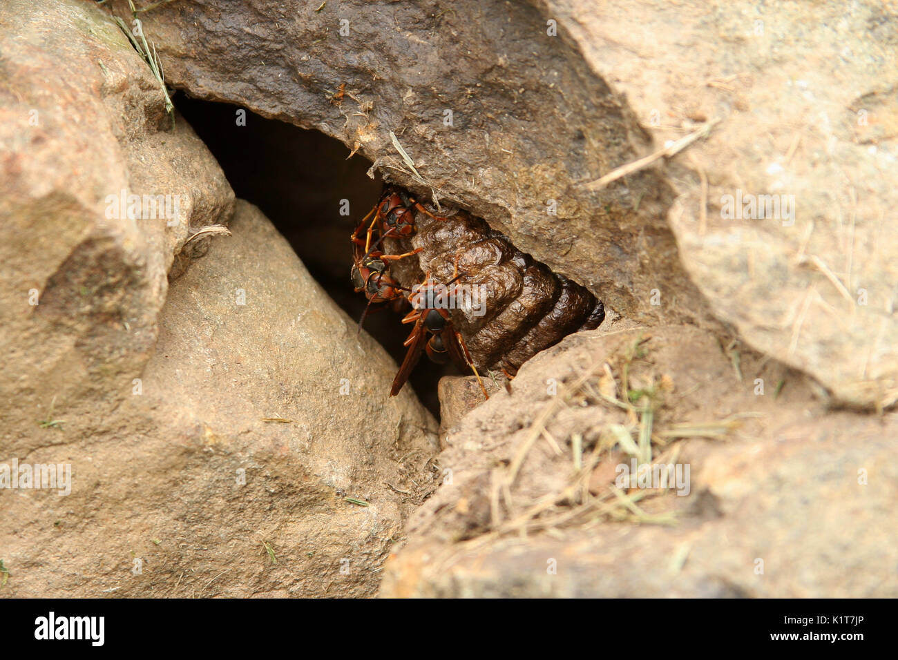 Wespen im Nest im Raum zwischen den Felsen Stockfoto