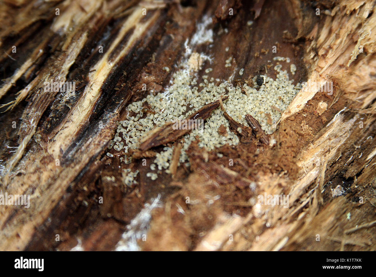 Ameisen Larven in toten Baumrinde Stockfoto