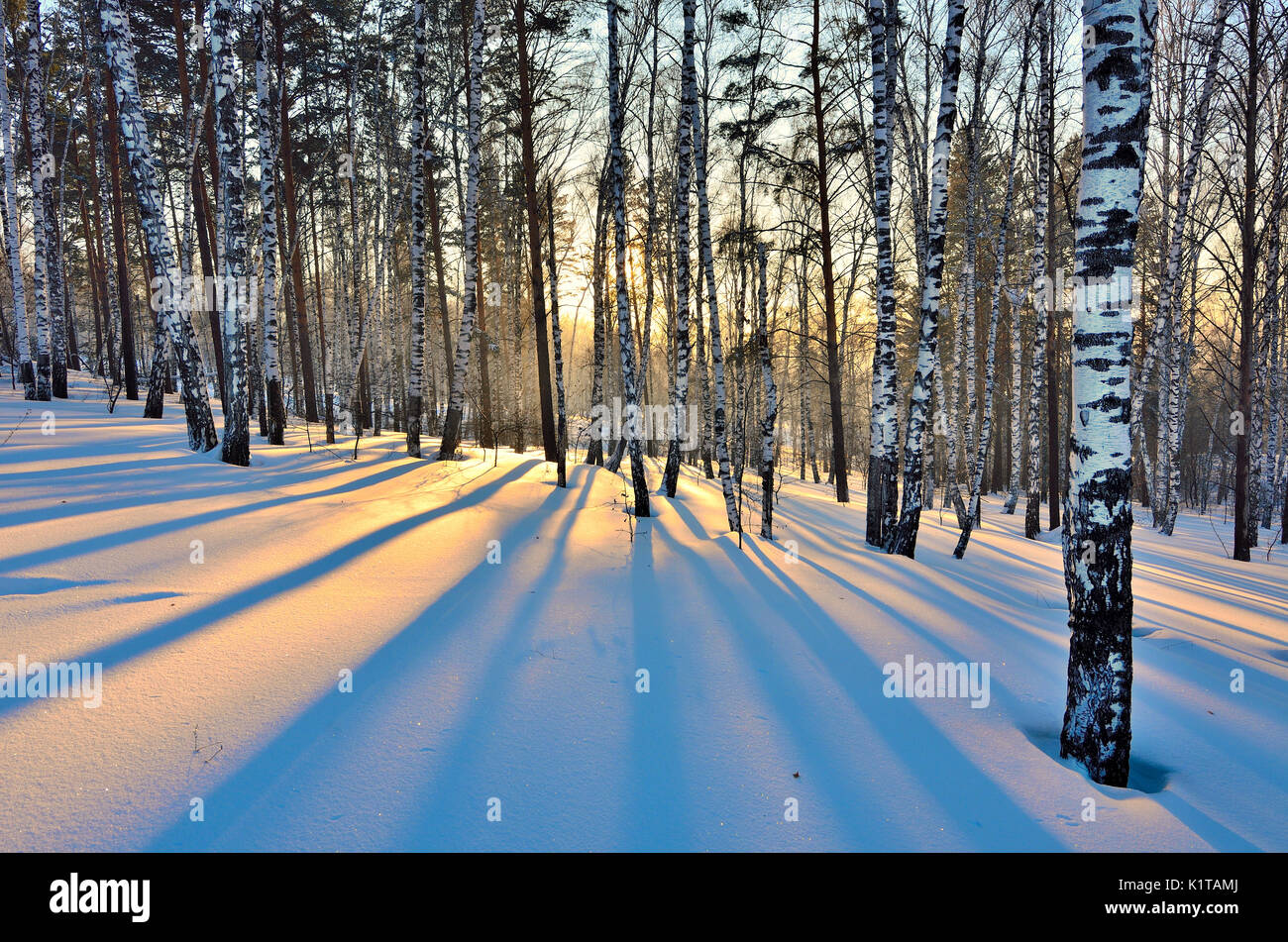 Winterlandschaft - Sonnenuntergang im Birch Grove. Goldenes Sonnenlicht unter weißen Stämme der Birken und blauen Schatten auf dem weißen Schnee. Stockfoto