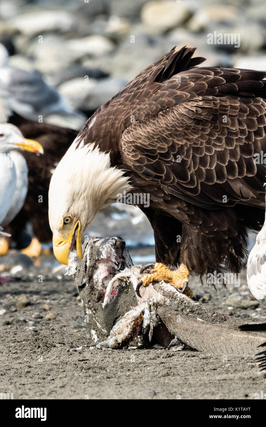 Ein erwachsener Weißkopfseeadler isst Fisch verschrottet am Strand, Anchor Point, Alaska. Stockfoto