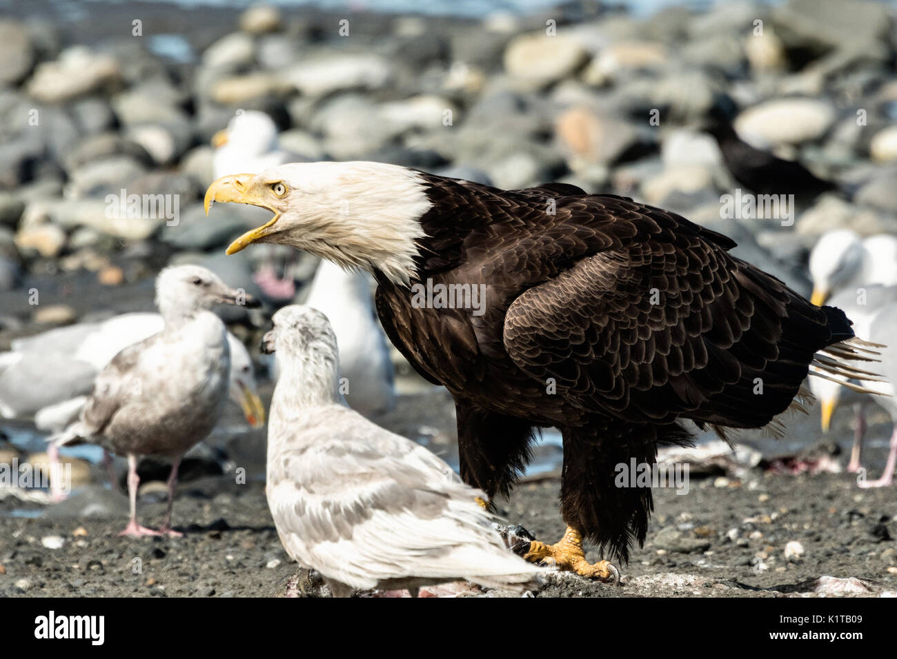 Ein erwachsener Weißkopfseeadler ruft, wie Es Fisch-reste am Strand, Anchor Point, Alaska isst. Stockfoto