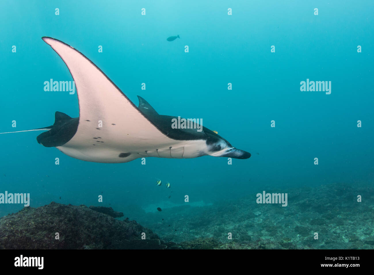 Ein Riff Manta Ray schwimmt in der Nähe der Reinigungsstation am Manta Point, Nusa Penida, vor der Küste von Bali. Stockfoto