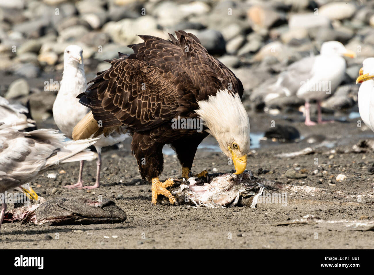 Ein erwachsener Weißkopfseeadler isst Fisch verschrottet von Möwen am Strand, Anchor Point, Alaska umgeben. Stockfoto