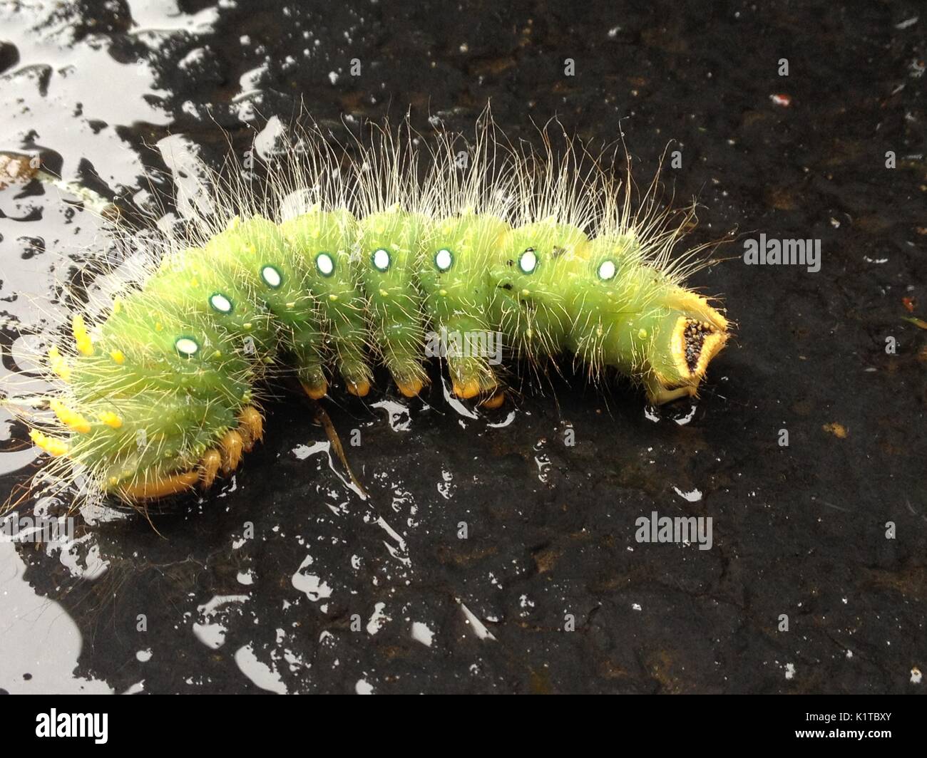 Larve Imperial Kiefer Motte/Eacles imperialis Riese Stockfoto