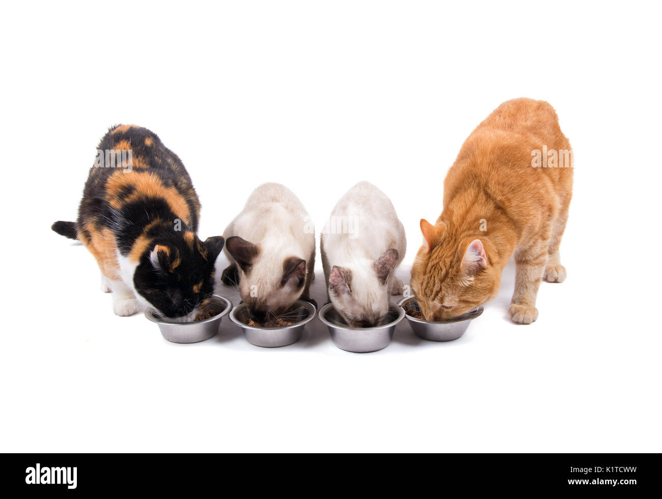 Vorderansicht von vier Katzen, Erwachsene und Kätzchen, Essen aus der silberne Schalen, auf Weiß Stockfoto