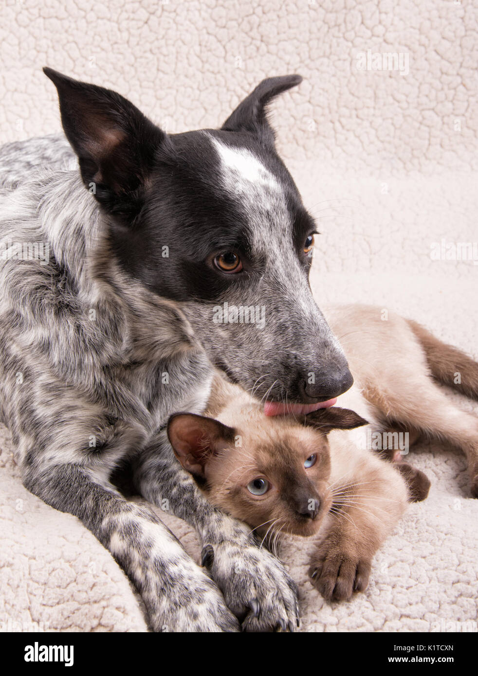 Junge Heeler Hund lecken eine kleine schwarze Katze auf dem Kopf, einem süßen und liebevollen Augenblick zwischen tierischen Freunde Stockfoto