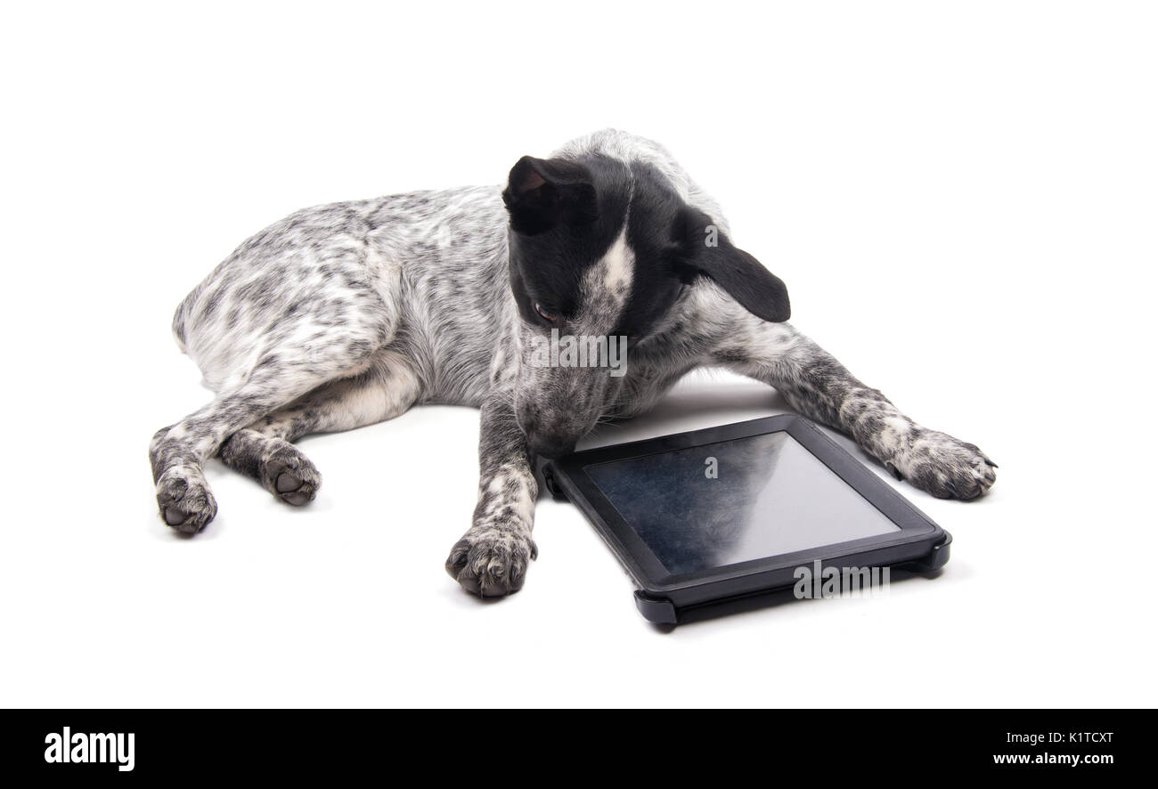 Spotted Dog liegend, an einem Computer tablet aufmerksam zu suchen, auf Weiß Stockfoto