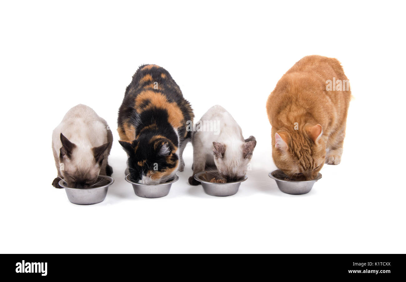 Vier Katzen, Erwachsene und Kätzchen, Essen aus der silberne Schalen, auf Weiß Stockfoto