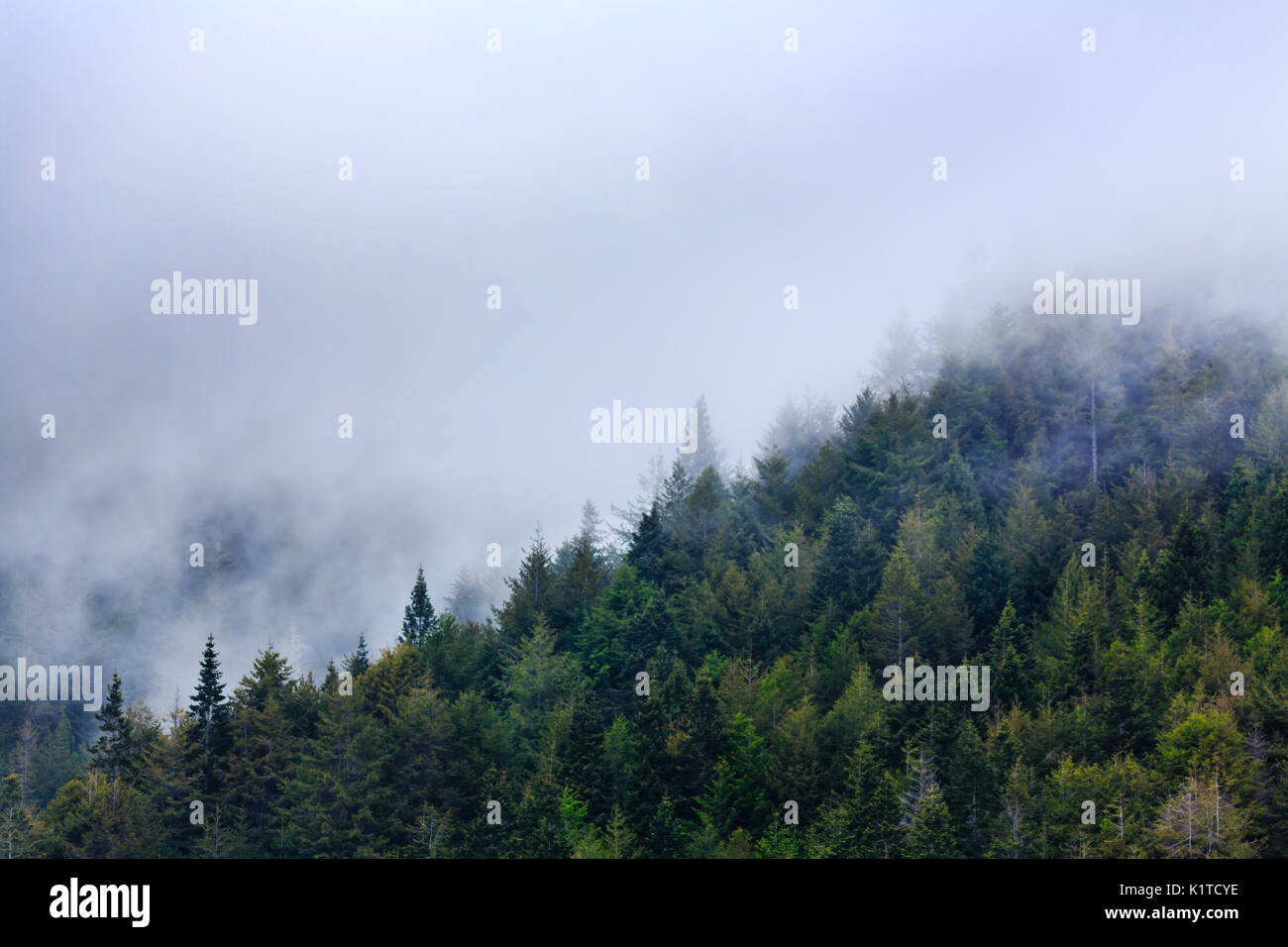 Schwerer weißer Nebel fällt auf den Berg und den grünen Mammutwald Stockfoto
