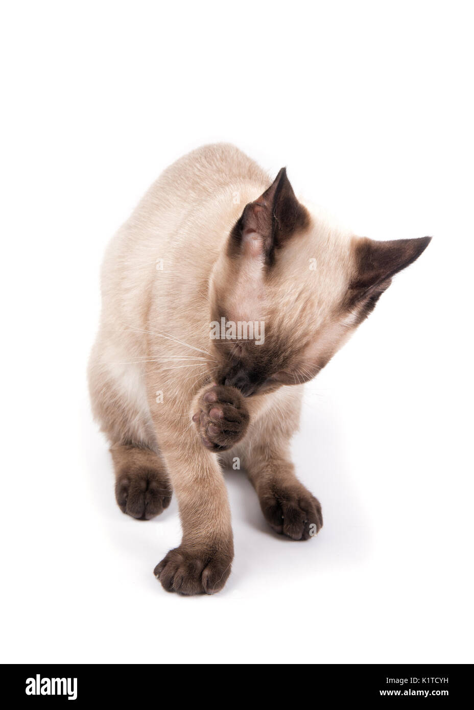 Junge Siamesische Katze selbst pflegen, Vorderansicht, Weiß Stockfoto
