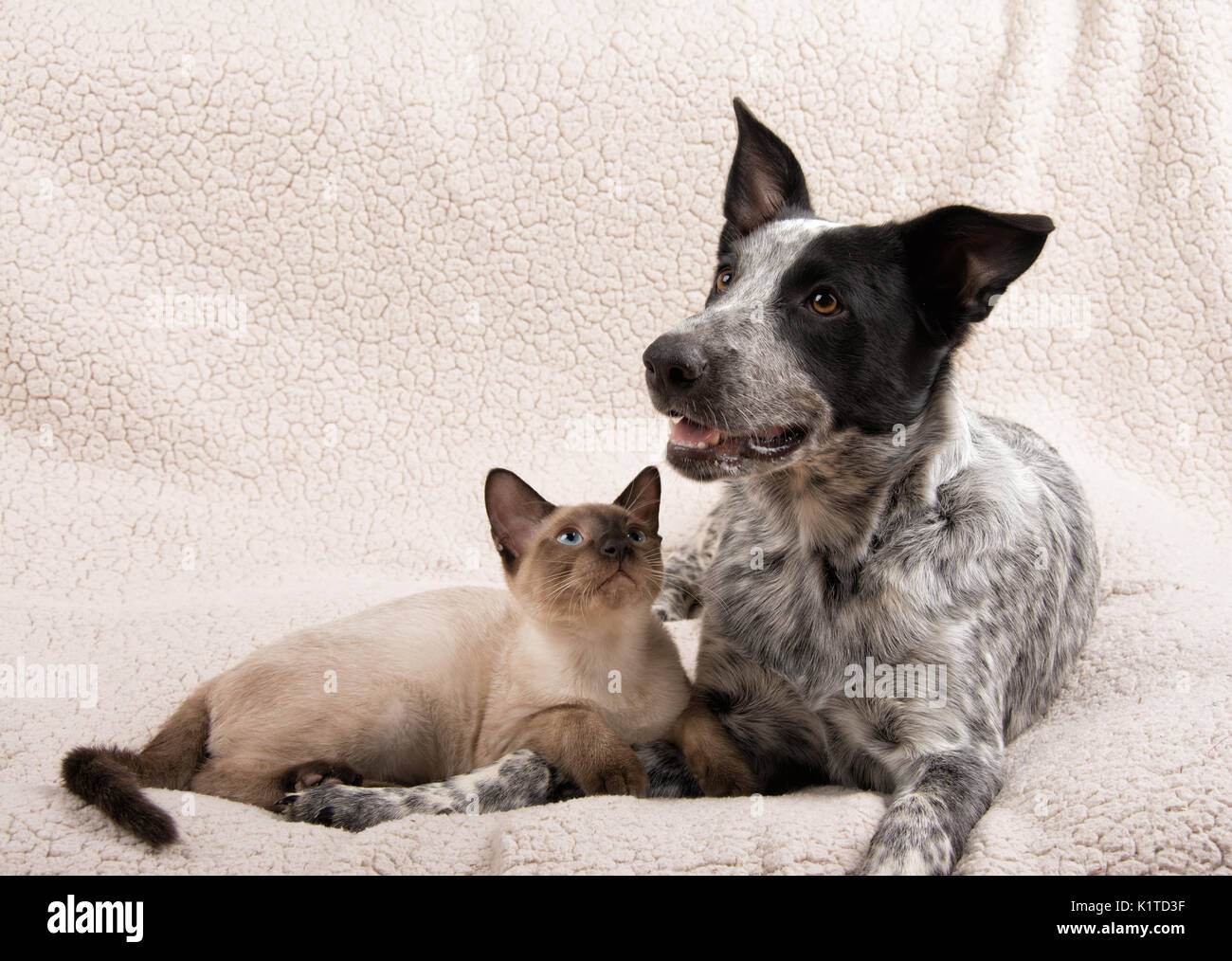Junge Katze und Hund liegen Seite an Seite mit Katze am Hund suchen Stockfoto
