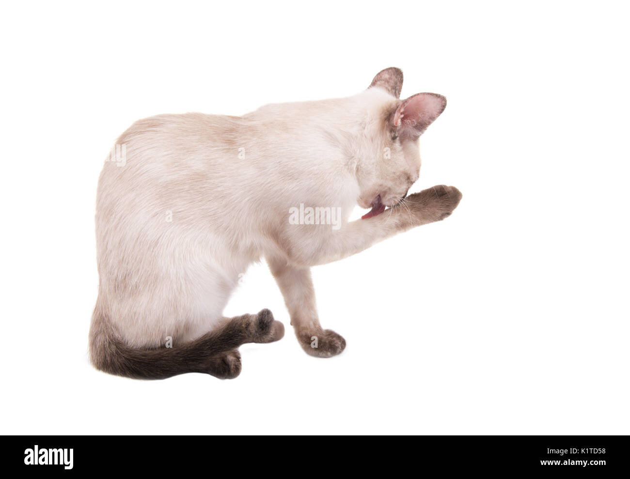 Seitenansicht eines Tortie Point Siam kitten leckt ihre Pfote, Weiß Stockfoto