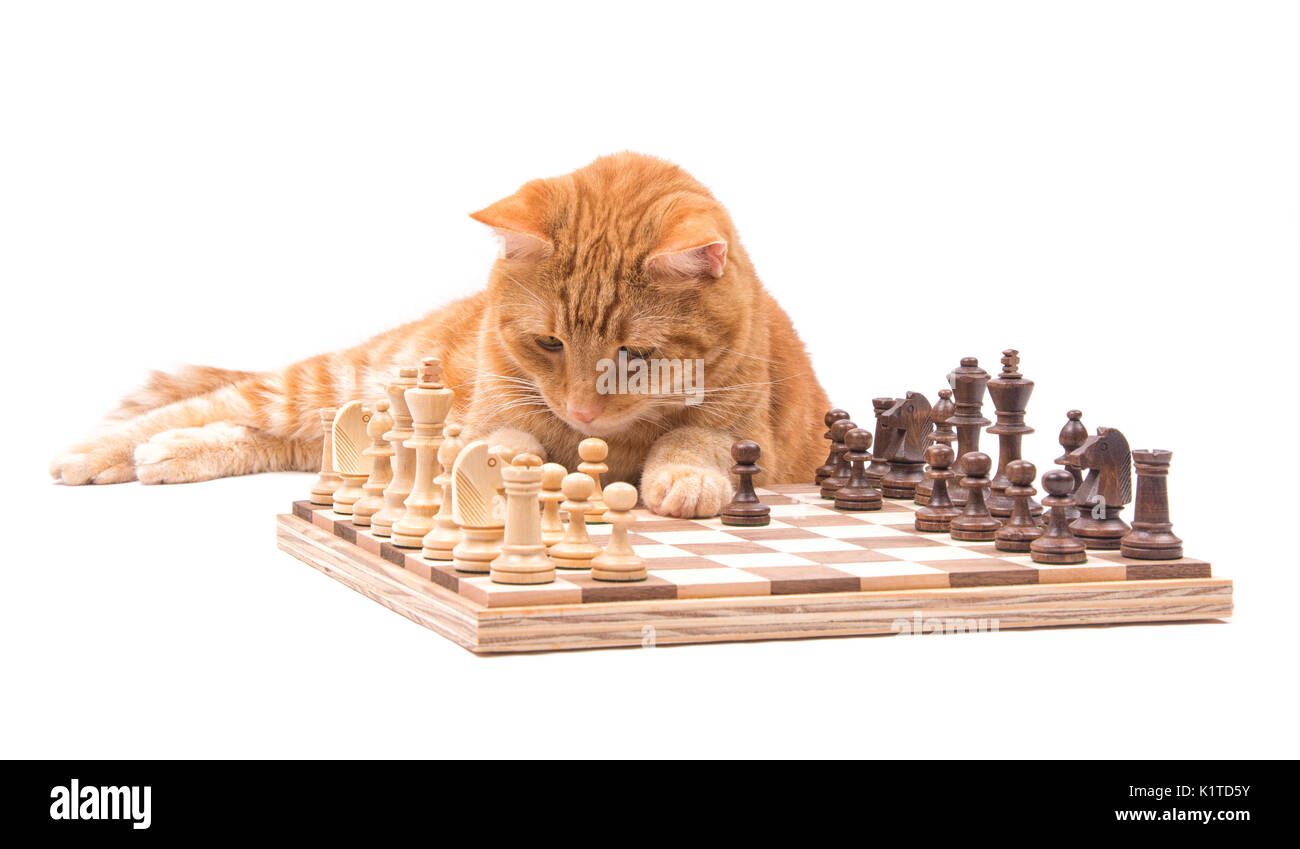 Ginger tabby Katze aufmerksam beobachtet seine Stücke auf einem Schachbrett, isoliert auf weißem Stockfoto