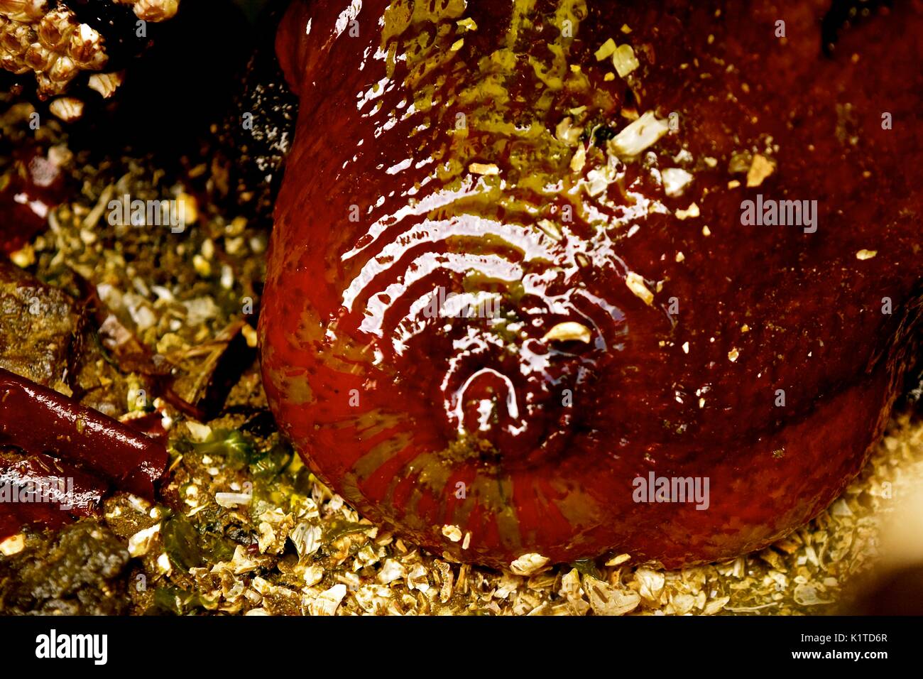 Ebbe am Puget Sound im Staat Washington offenbart viele Meerestiere, die normalerweise auf dem Meeresgrund wohnen, wie diese Seeanemone. Stockfoto